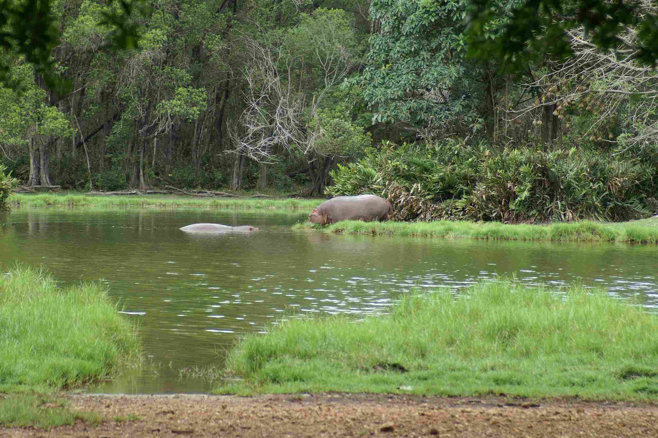 Haller Park, Bamburi Nature Trail | Lofty-tours