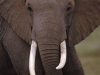 elefant_001