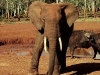 elefant_002