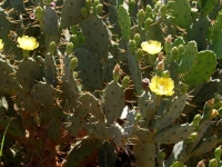 blumen_001