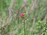 blumen_002