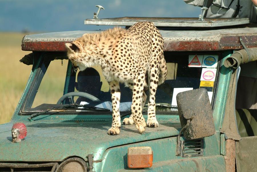 lofty_tours_geparden_safari_04