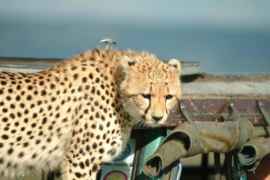 lofty_tours_geparden_safari_08