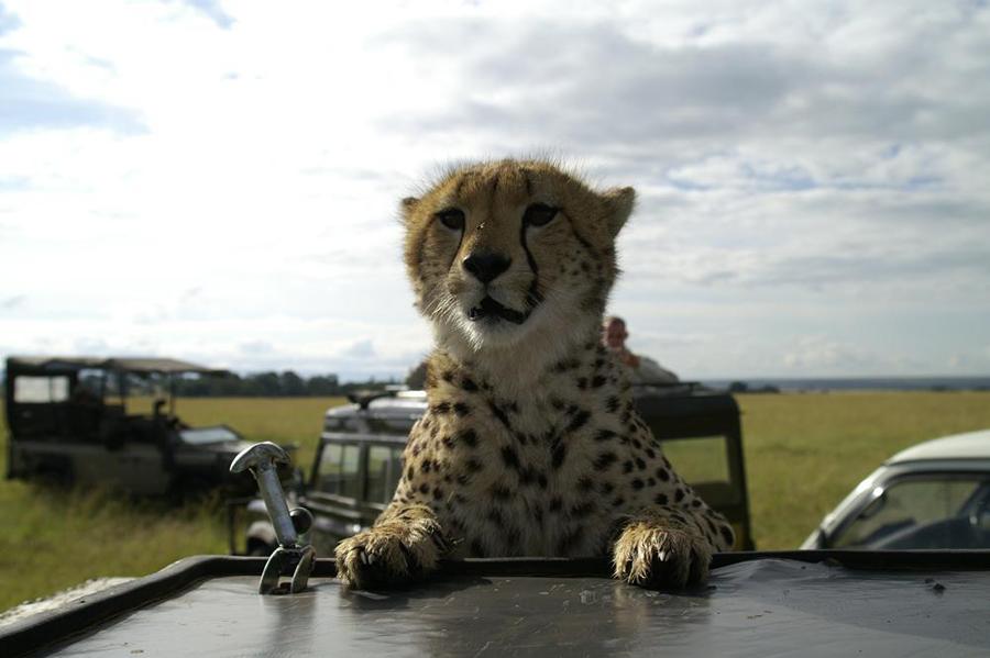 lofty_tours_geparden_safari_09