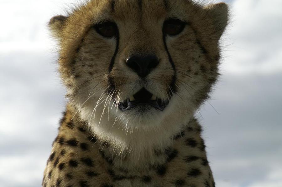 lofty_tours_geparden_safari_10