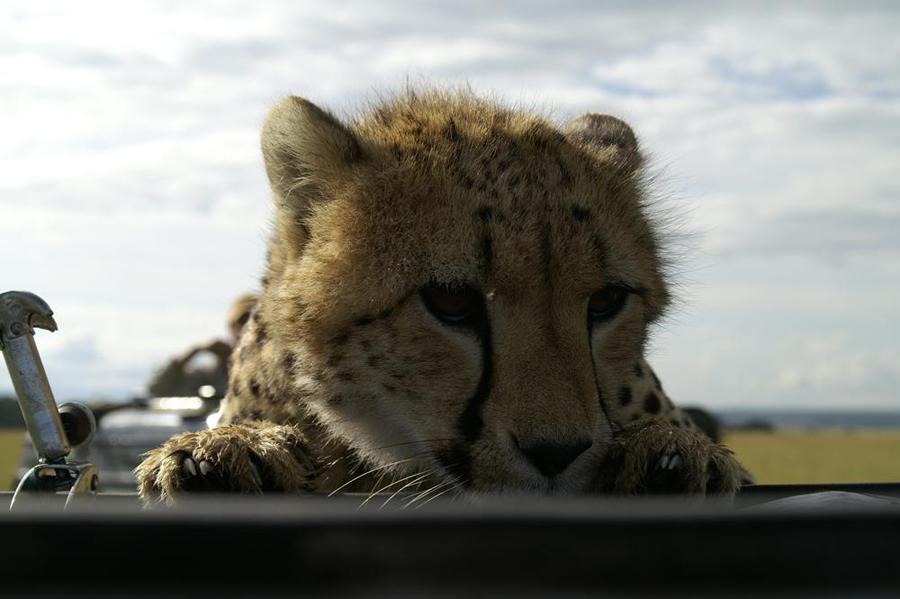 lofty_tours_geparden_safari_11
