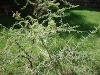 comp_dsc04706