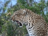 comp_leopard-lewa