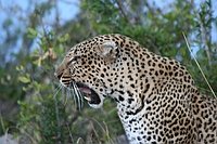 comp_leopard-lewa