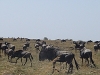 comp_masai-mara-wildebeest-www-lofty-tours-com