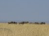 comp_masai-mara-wildebeest-www-lofty-tours-com-6