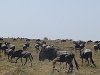 comp_masai-mara-wildebeest-www-lofty-tours-com
