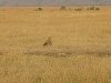 comp_masai-mara-www-lofty-tours-com-2_0