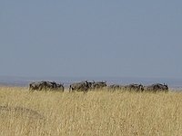 comp_masai-mara-wildebeest-www-lofty-tours-com-6