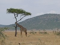 comp_masai-mara-www-lofty-tours-com-2