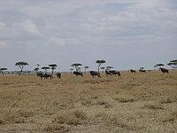 comp_masai-mara-www-lofty-tours-com-3_0