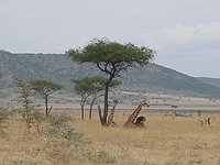 comp_masai-mara-www-lofty-tours-com