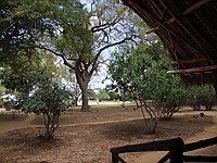 comp_satao-safari-camp-www-lofty-tours-com-garden-1