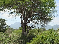 comp_tsavo-east-lepard-www-lofty-tours-com
