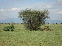 comp_tsavo-east-lion-www-lofty-tours-com-2