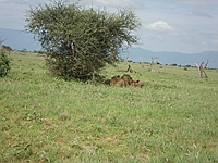 comp_tsavo-east-lion-www-lofty-tours-com-3