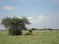 comp_tsavo-east-lion-www-lofty-tours-com-4