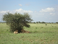 comp_tsavo-east-lion-www-lofty-tours-com-5