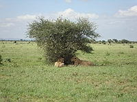 comp_tsavo-east-lion-www-lofty-tours-com-6
