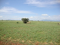 comp_tsavo-east-lion-www-lofty-tours-com-8