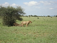 comp_tsavo-east-lion-www-lofty-tours-com-9