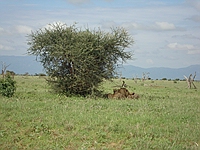 comp_tsavo-east-lion-www-lofty-tours-com