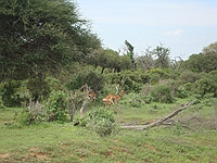 comp_tsavo-east-www-lofty-tours-com-2