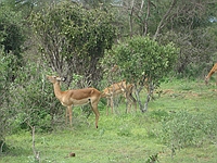 comp_tsavo-east-www-lofty-tours-com-3