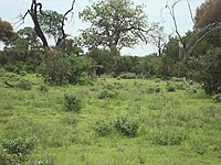 comp_tsavo-east-www-lofty-tours-com