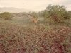 comp_tsavo-salt-lick-safri-mit-muehlheimer-19930006