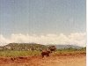 comp_tsavo-salt-lick-safri-mit-muehlheimer-19930009