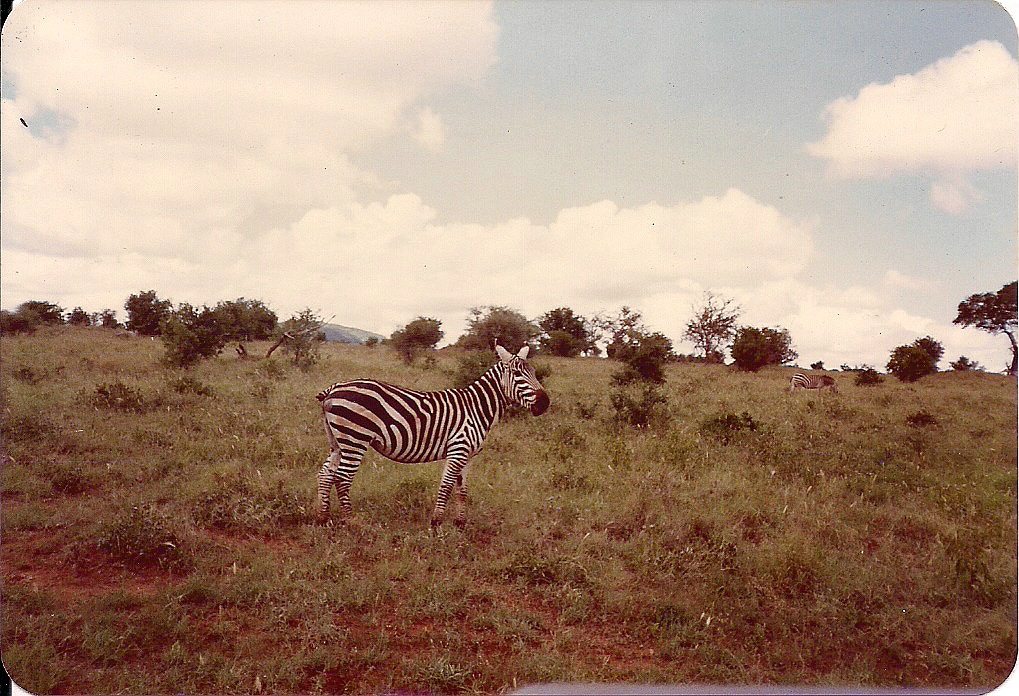 comp_tsavo-salt-lick-safri-mit-muehlheimer-19930002