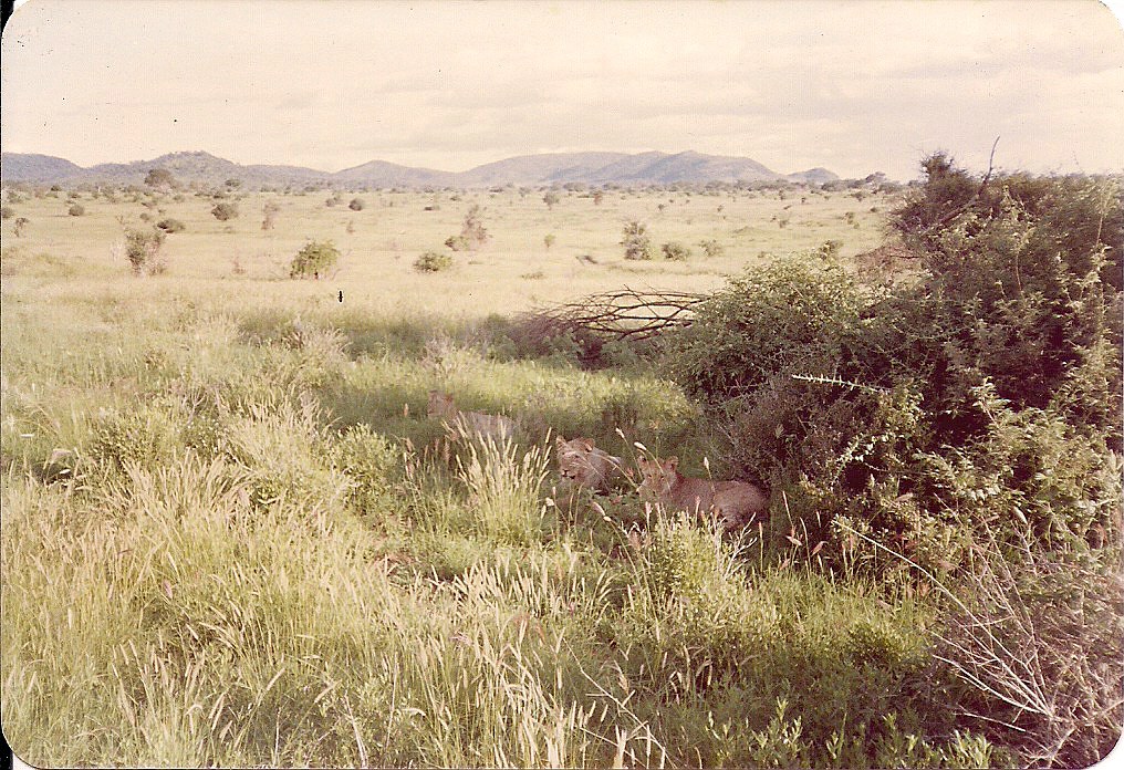 comp_tsavo-salt-lick-safri-mit-muehlheimer-19930003