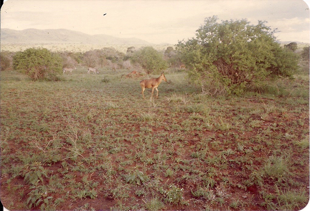 comp_tsavo-salt-lick-safri-mit-muehlheimer-19930006