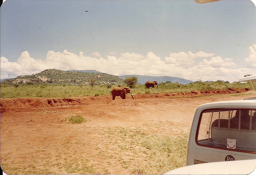 comp_tsavo-salt-lick-safri-mit-muehlheimer-19930007