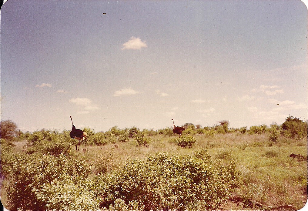 comp_tsavo-salt-lick-safri-mit-muehlheimer-19930008