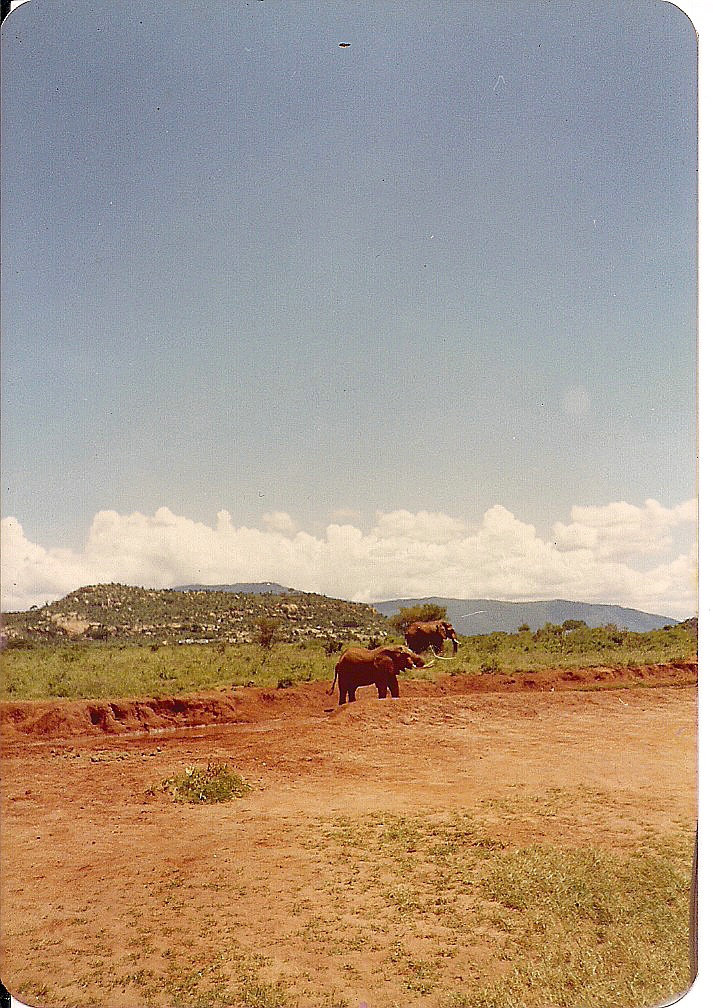 comp_tsavo-salt-lick-safri-mit-muehlheimer-19930009