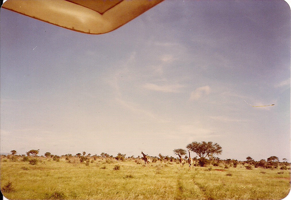 comp_tsavo-salt-lick-safri-mit-muehlheimer-19930010