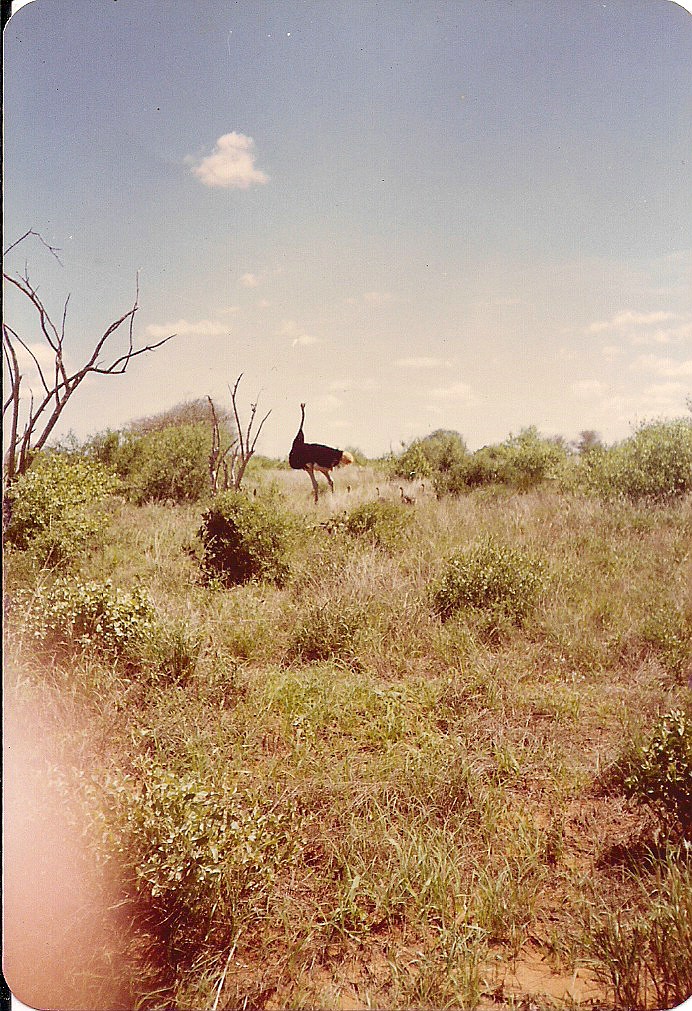 comp_tsavo-salt-lick-safri-mit-muehlheimer-19930011